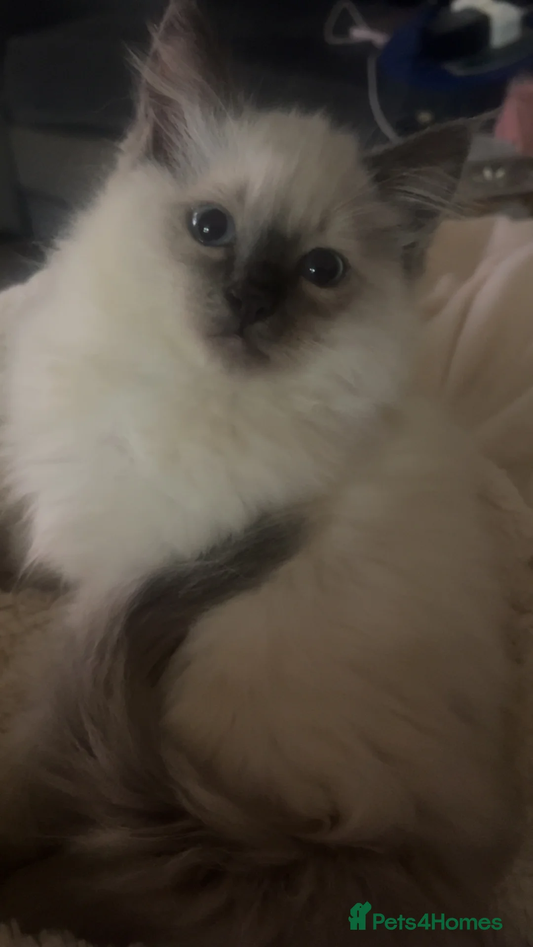 Ragdoll cats for sale: 2 beautiful blue point ragdoll boy kittens  - Advert 2