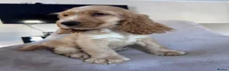 Cocker Spaniel dogs for sale: Kc reg health tested show cocker spaniels  - Advert 3