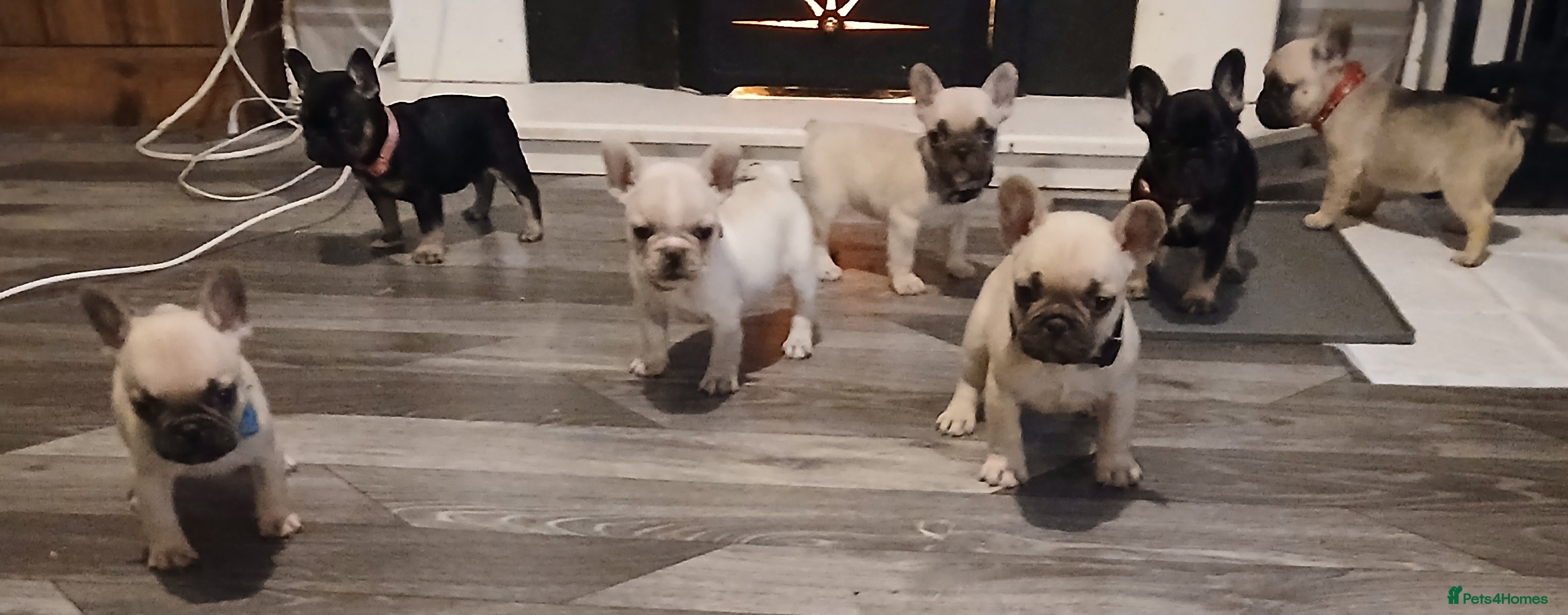 French Bulldog dogs Gorgeous frenchie pups - Advert 13