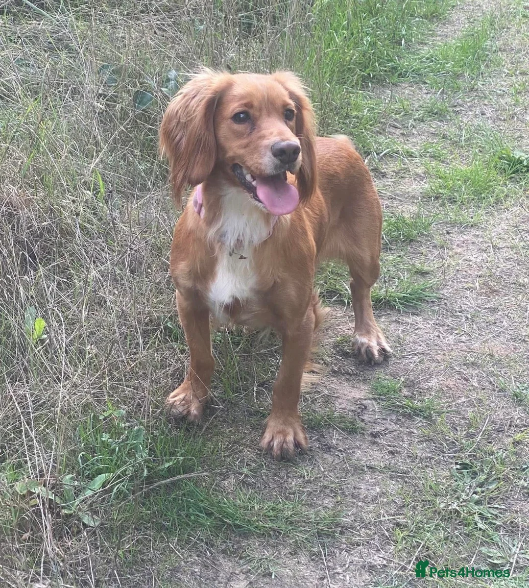 Cockapoo dogs for sale: 🌟🐾 stunning F1 cockapoo pups for sale 🐾🌟 - Advert 9