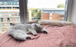 Persian cats for sale: Beautiful and quite girl needs a new home - Image 6