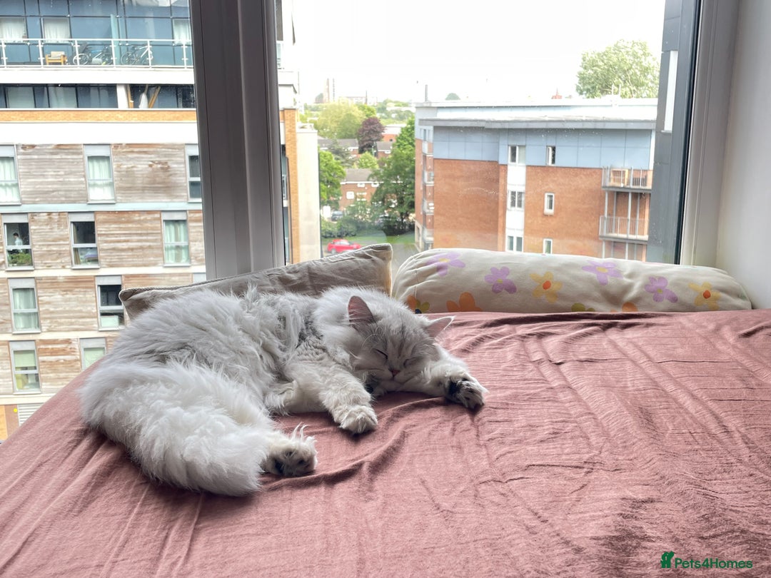 Persian cats for sale: Beautiful and quite girl needs a new home - Image 6