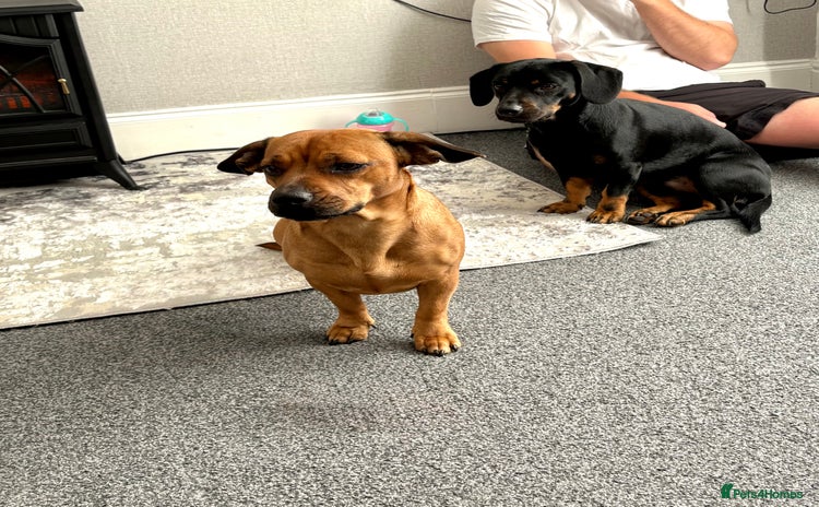 Mixed Breed dogs - Advert 3