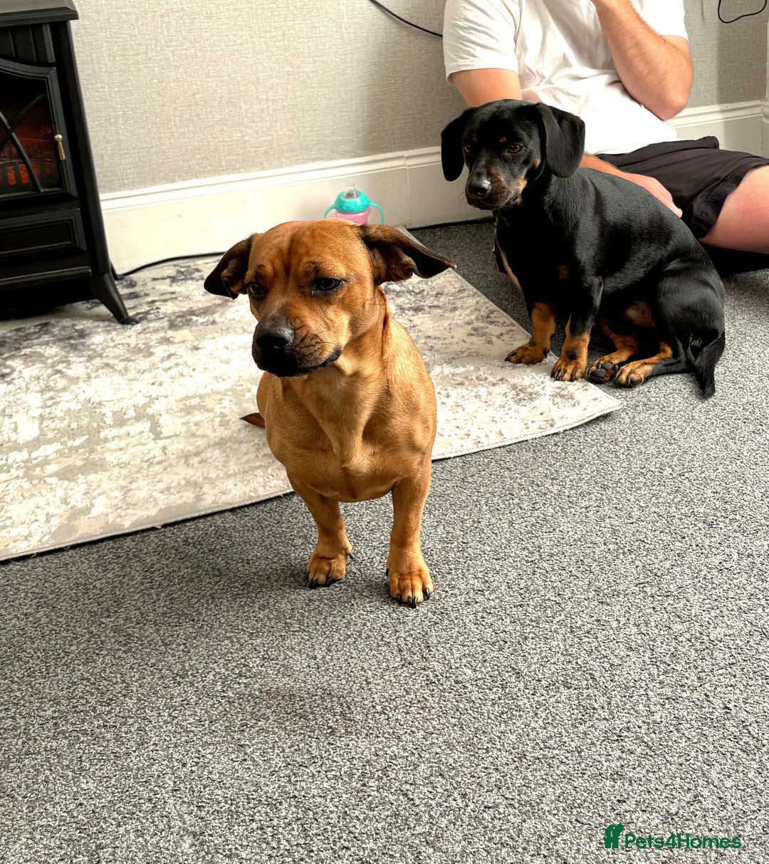 Mixed Breed dogs for sale: Dashund x Frenchie - Image 1