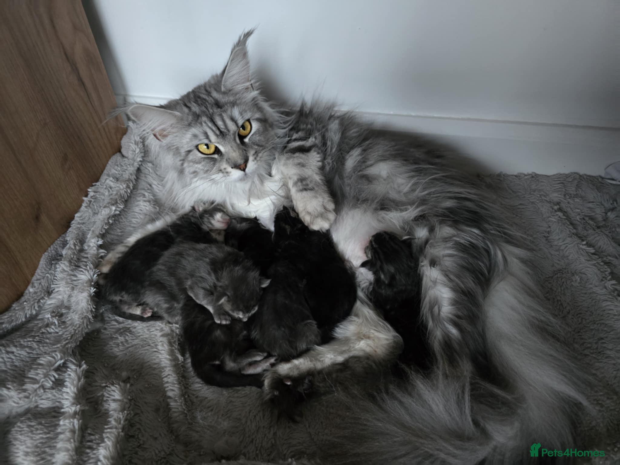 Maine Coon cats Maine coon pedigree kittens  - Advert 1