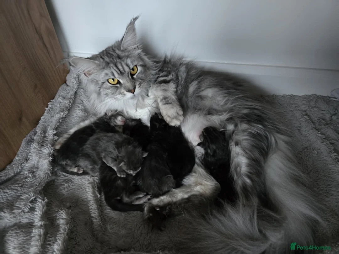 Maine Coon cats for sale: Maine coon pedigree kittens  - Advert 1