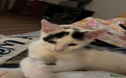 Mixed Breed cats for sale: Male 11 week old kitten - Image 2