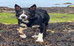Border Collie dogs for stud: Archie  - Image 5