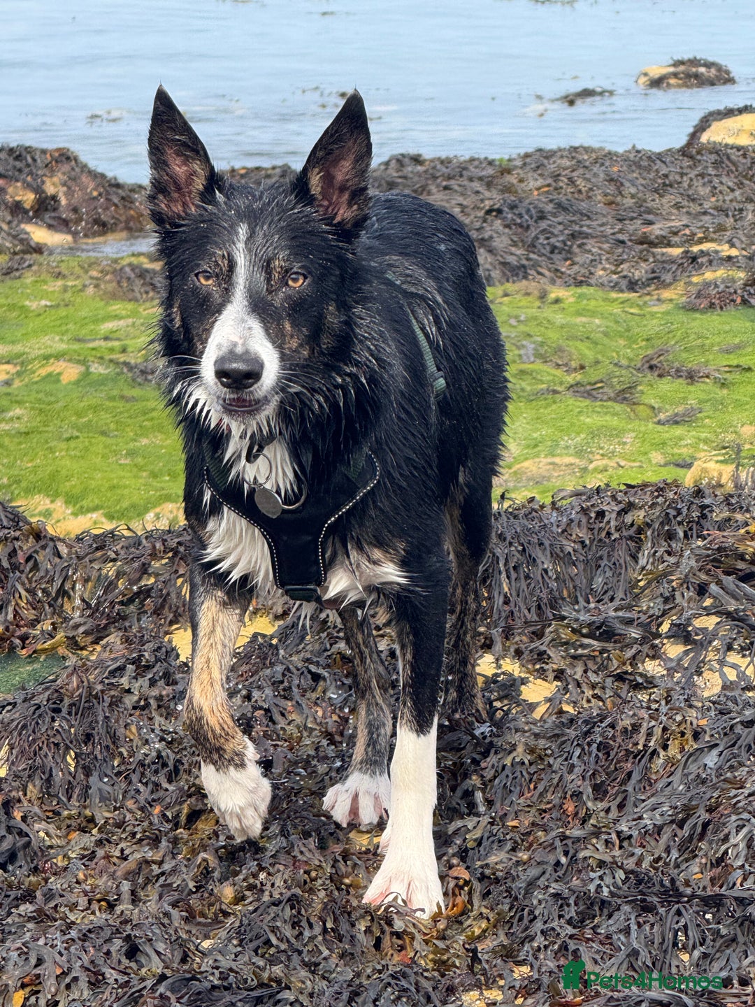 Border Collie dogs for stud: Archie  - Image 5