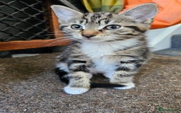 Mixed Breed cats for sale: Stunning maine coon cross kittens - Image 6