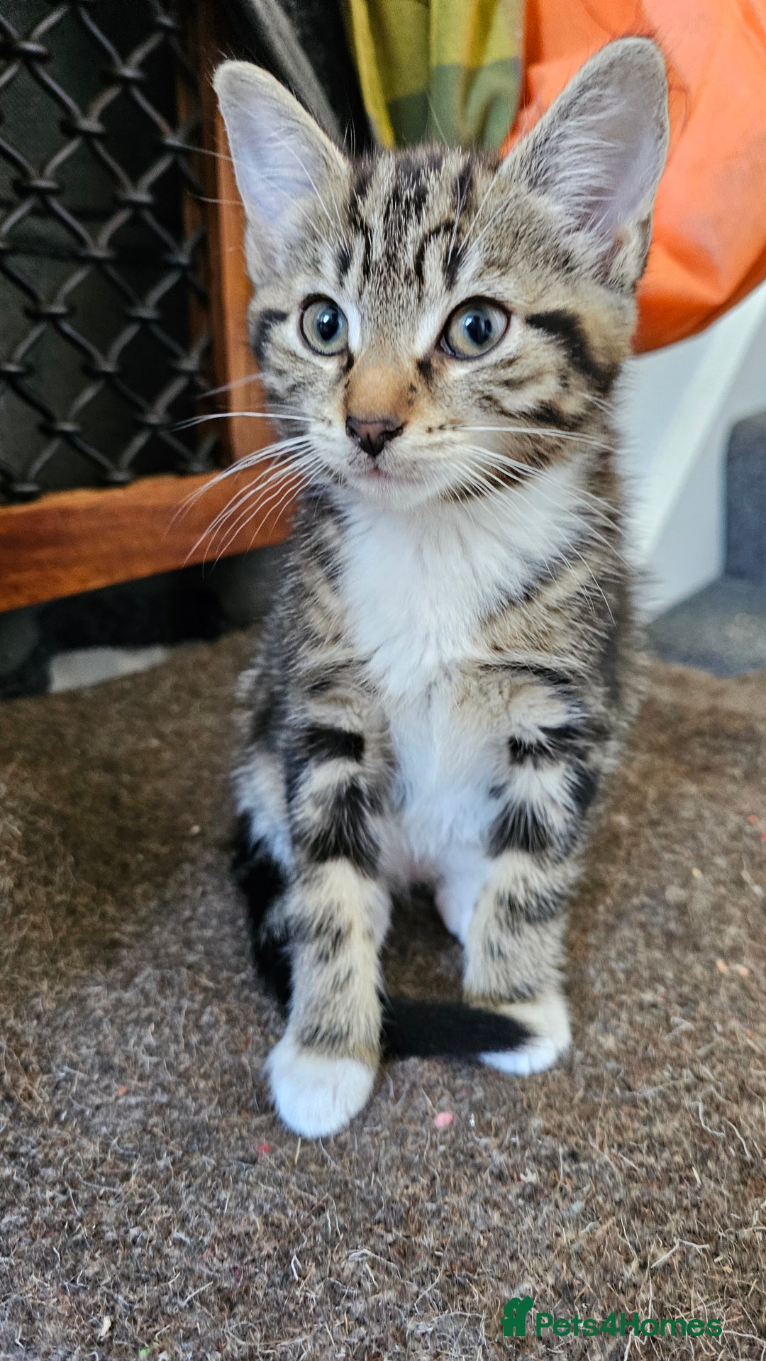 Mixed Breed cats for sale: Stunning maine coon cross kittens - Image 6