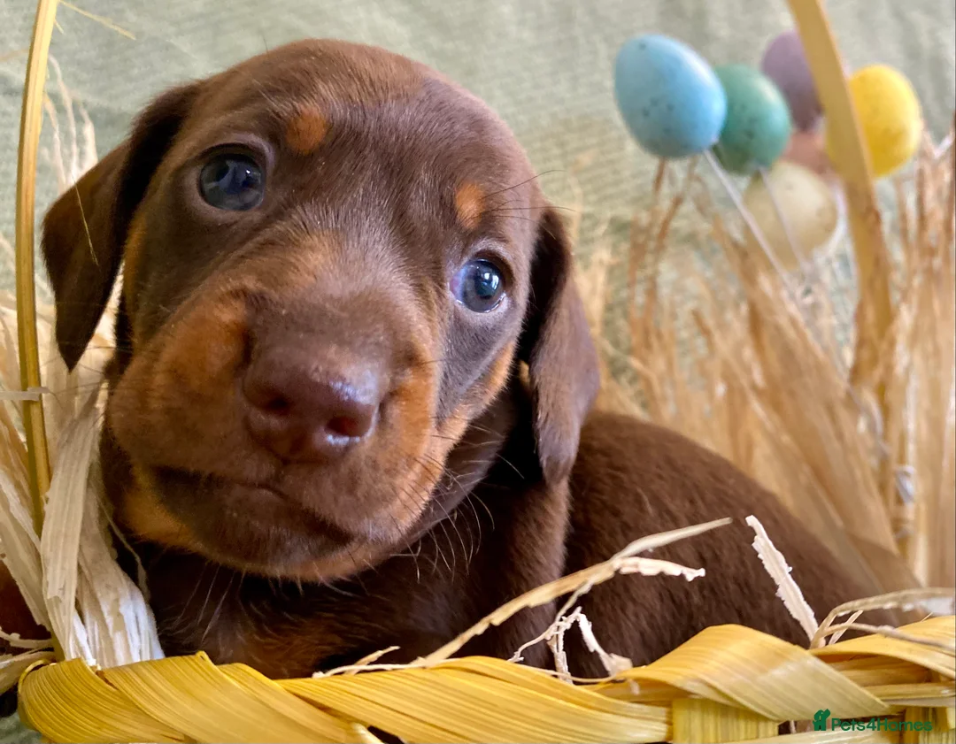 Miniature Dachshund dogs for stud: PROVEN MINIATURE DACHSHUND STUD in Faringdon - Advert 20