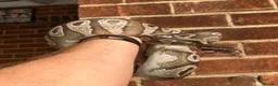 Python Snake reptiles for sale: Female royal/ball python - Advert 7