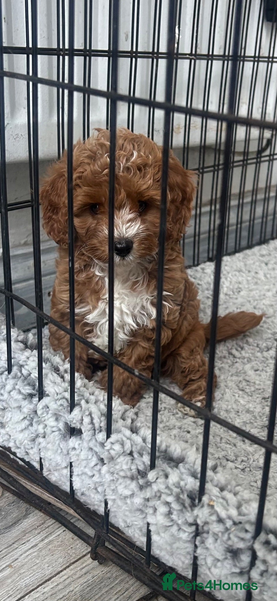 Cavapoo dogs cavapoo 1 boy left ready to leave now!!! - Advert 3