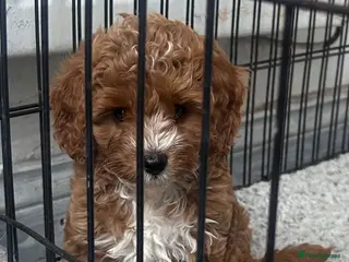 Cavapoo dogs cavapoo 1 boy left ready to leave now!!! - Advert 3