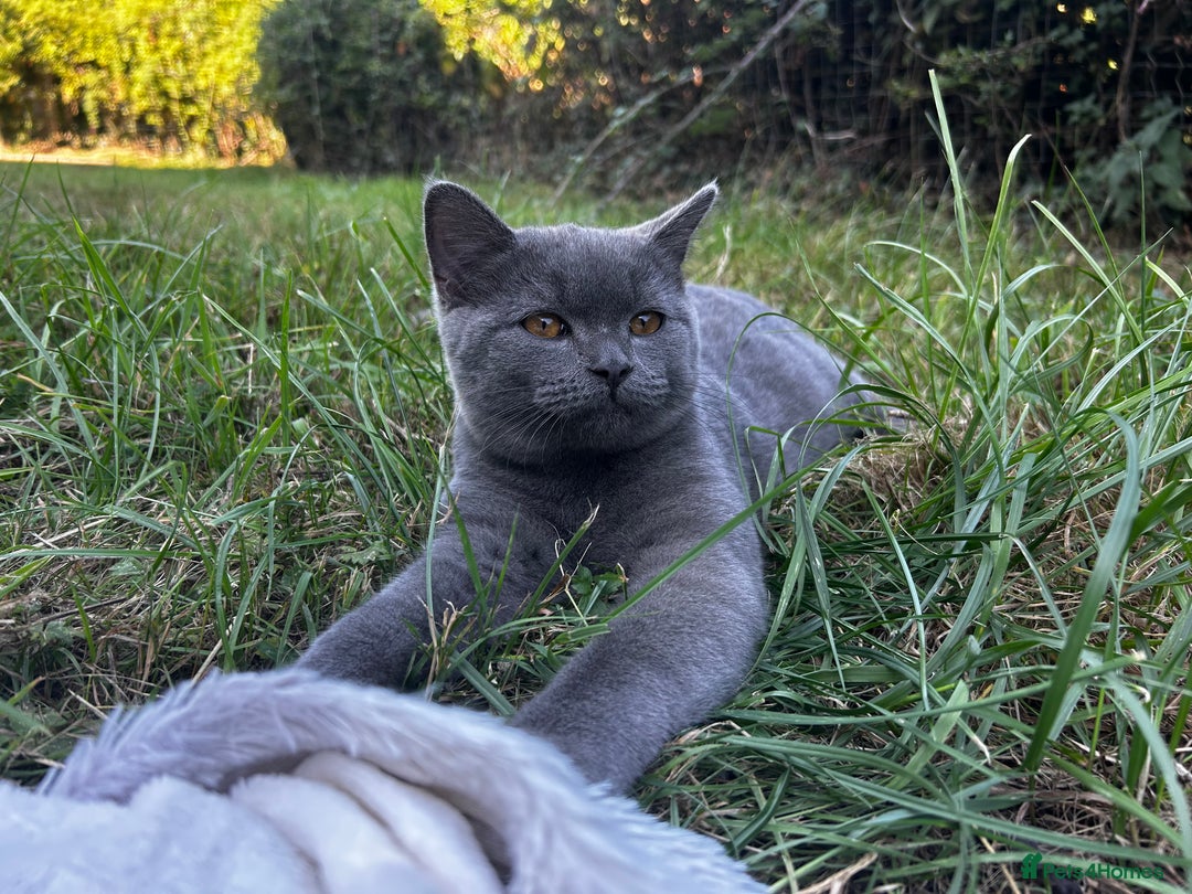 British Shorthair cats for sale: Kittens for forever homes - Image 6