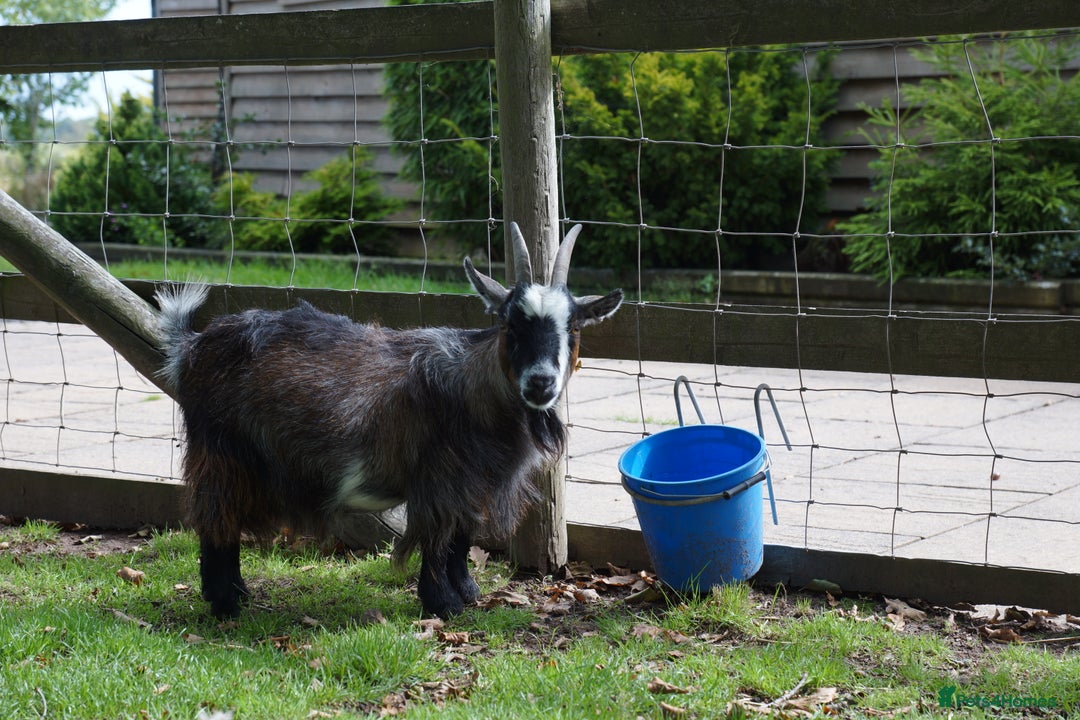 Goats livestock for sale: Female Pygmy Goat Looking For New Home - Image 3