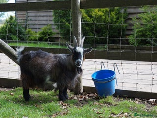 Goats livestock - Advert 2