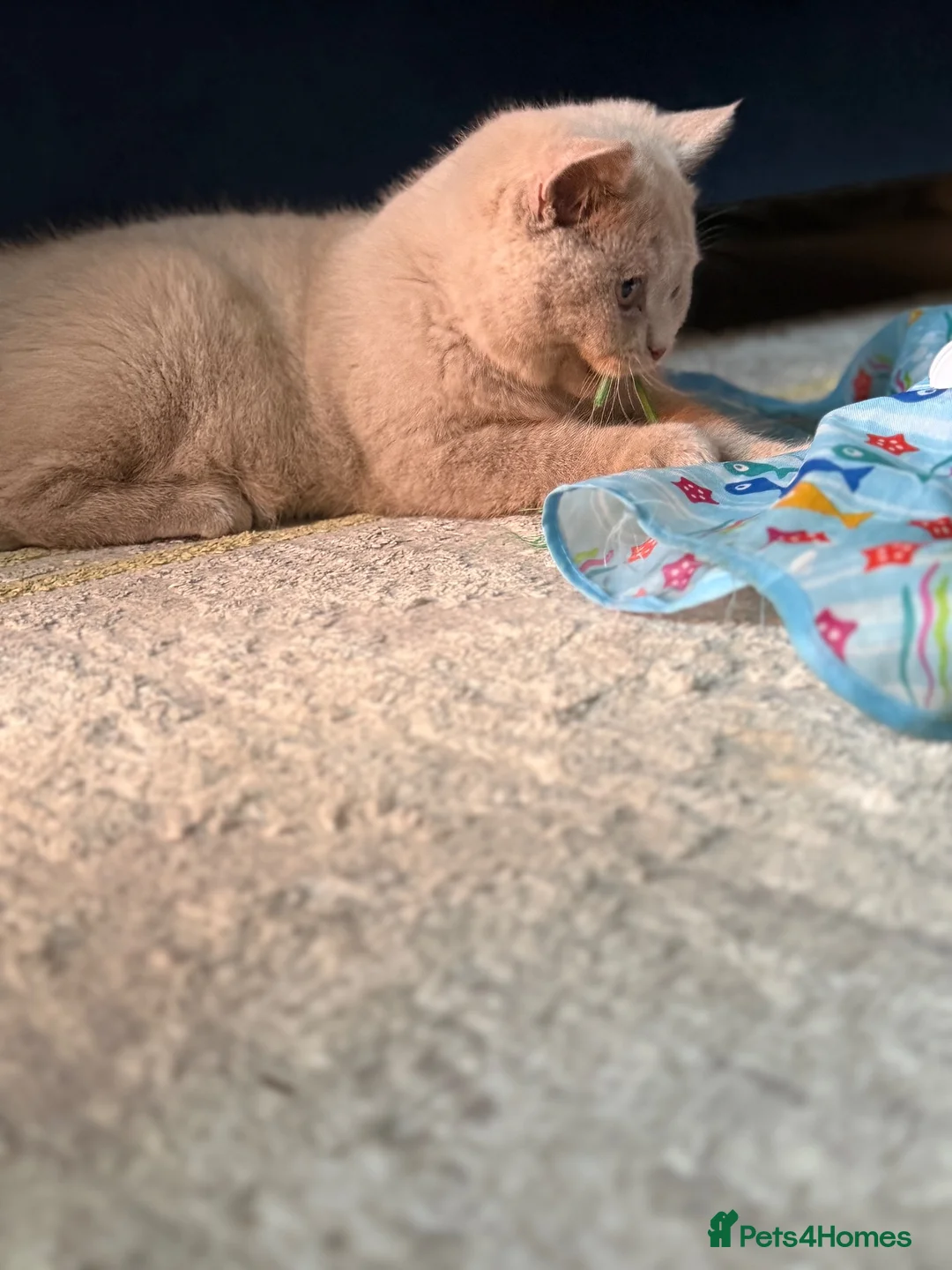 British Shorthair cats for sale: British shorthair kittens active  in Walsall - Advert 2