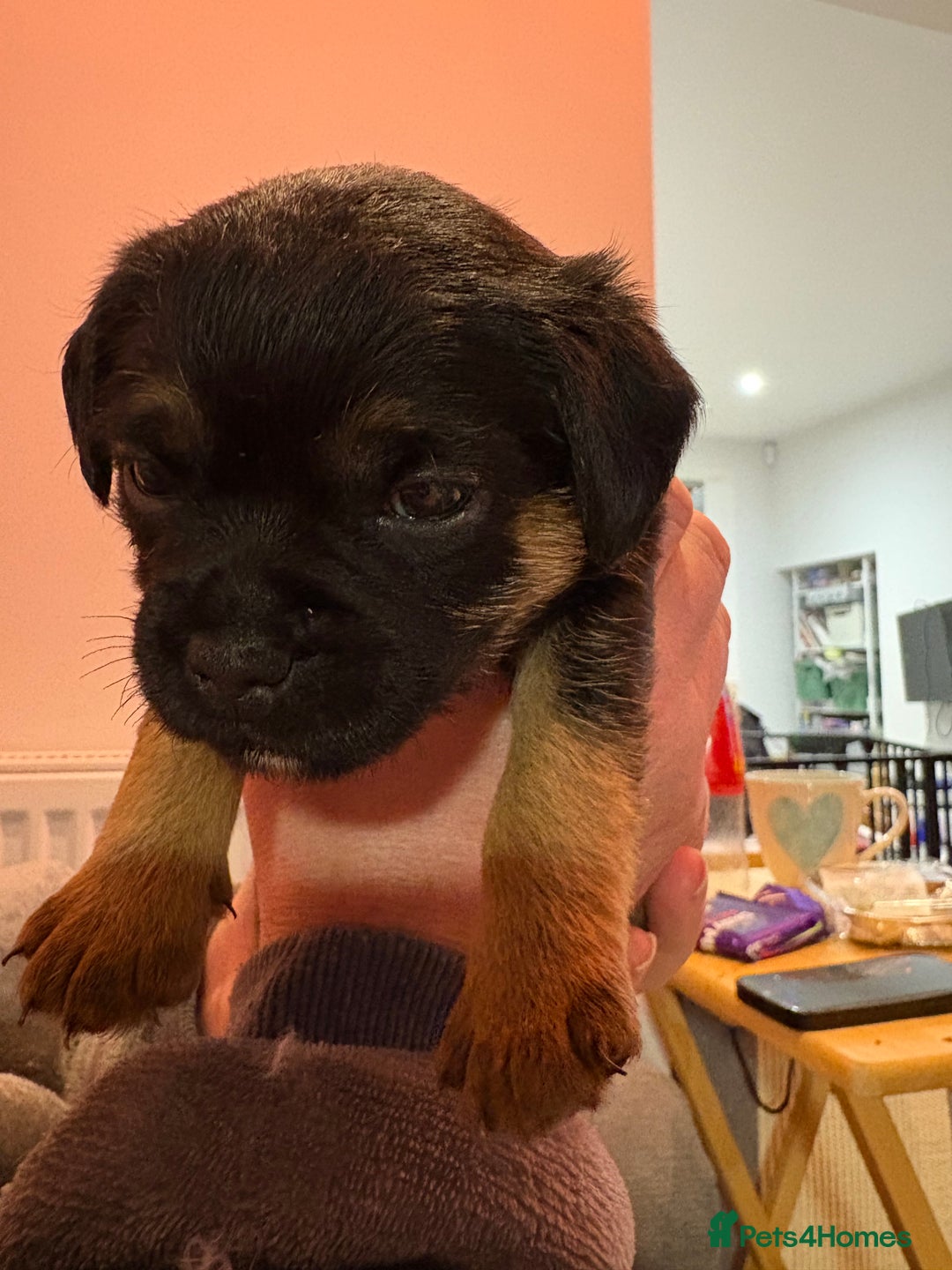 Border Terrier dogs for sale: Poppys pups! KC border terriers. Ready 4  **   - Advert 16