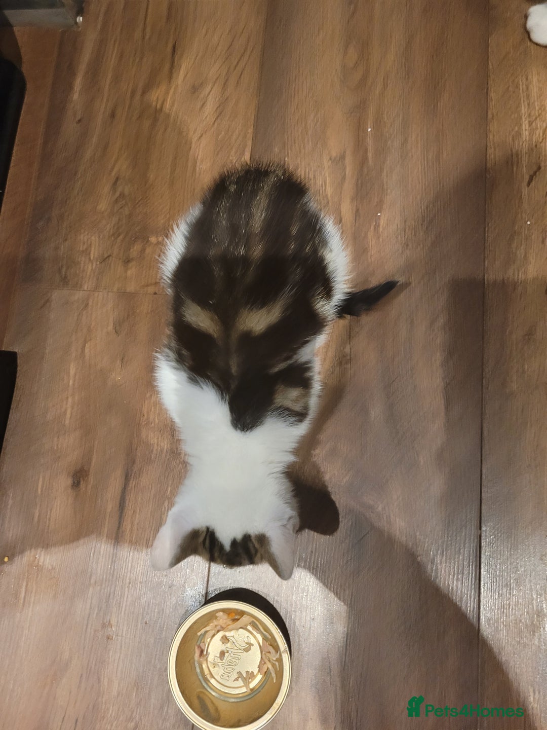 Mixed Breed cats for sale: 2 adorable girls for a new, forever home. - Image 7
