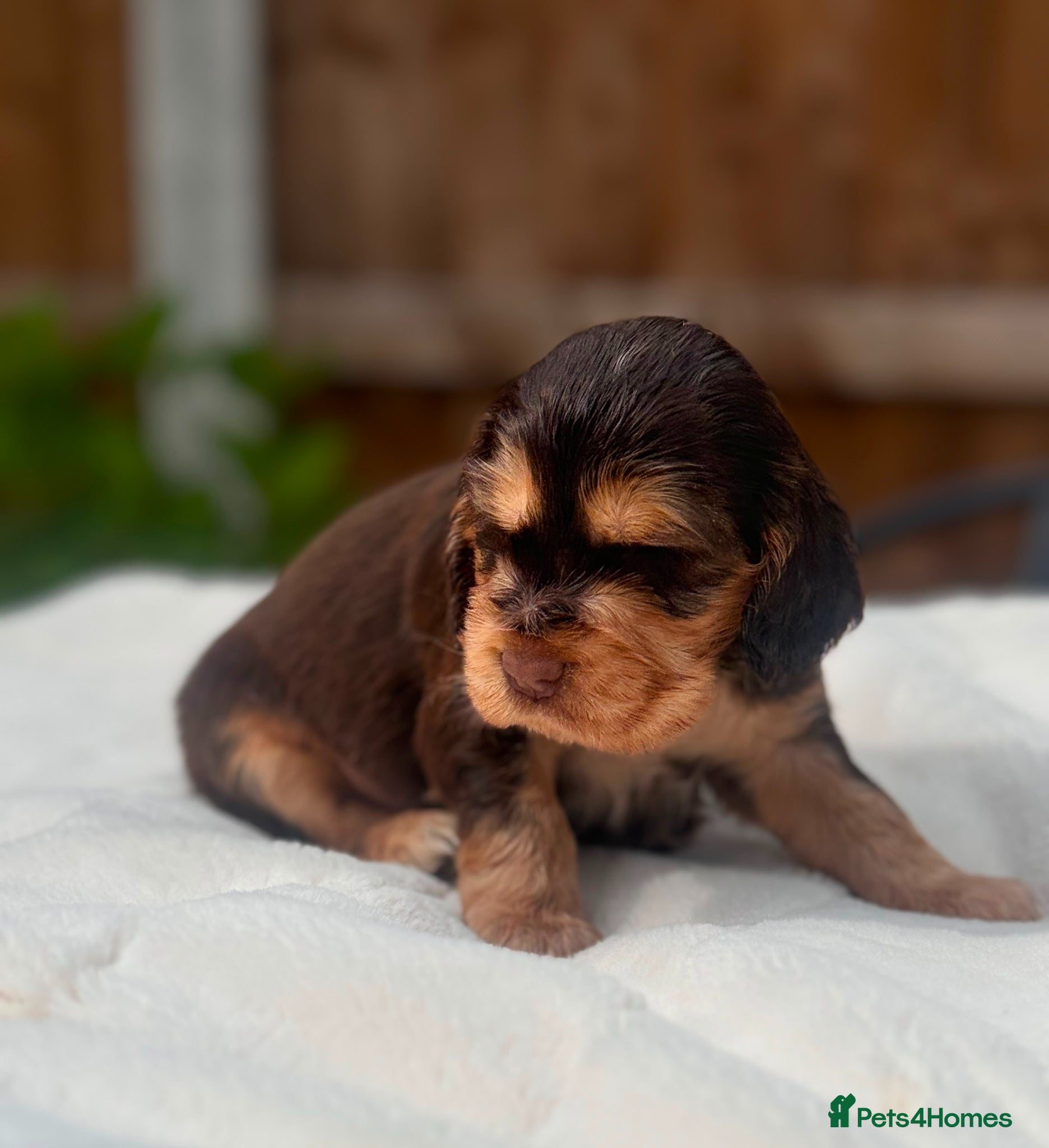 Cocker Spaniel dogs 🩷💜 ADORABLE KC HEALTH TESTED PAR SHOW COCKERS - Advert 1
