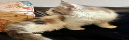 Maine Coon cats for sale: Maine Coon Calico Female Kitten - Advert 3