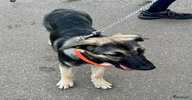 Mixed Breed dogs - Advert 4