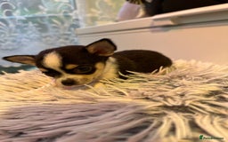 Chihuahua dogs for sale: Chihuahua  - Image 16