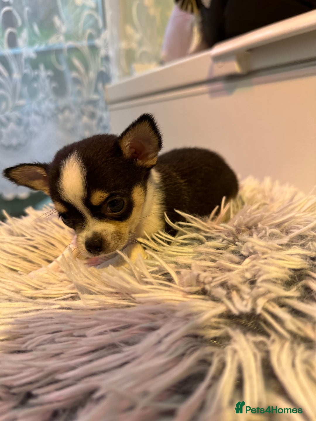 Chihuahua dogs for sale: Chihuahua  - Image 16