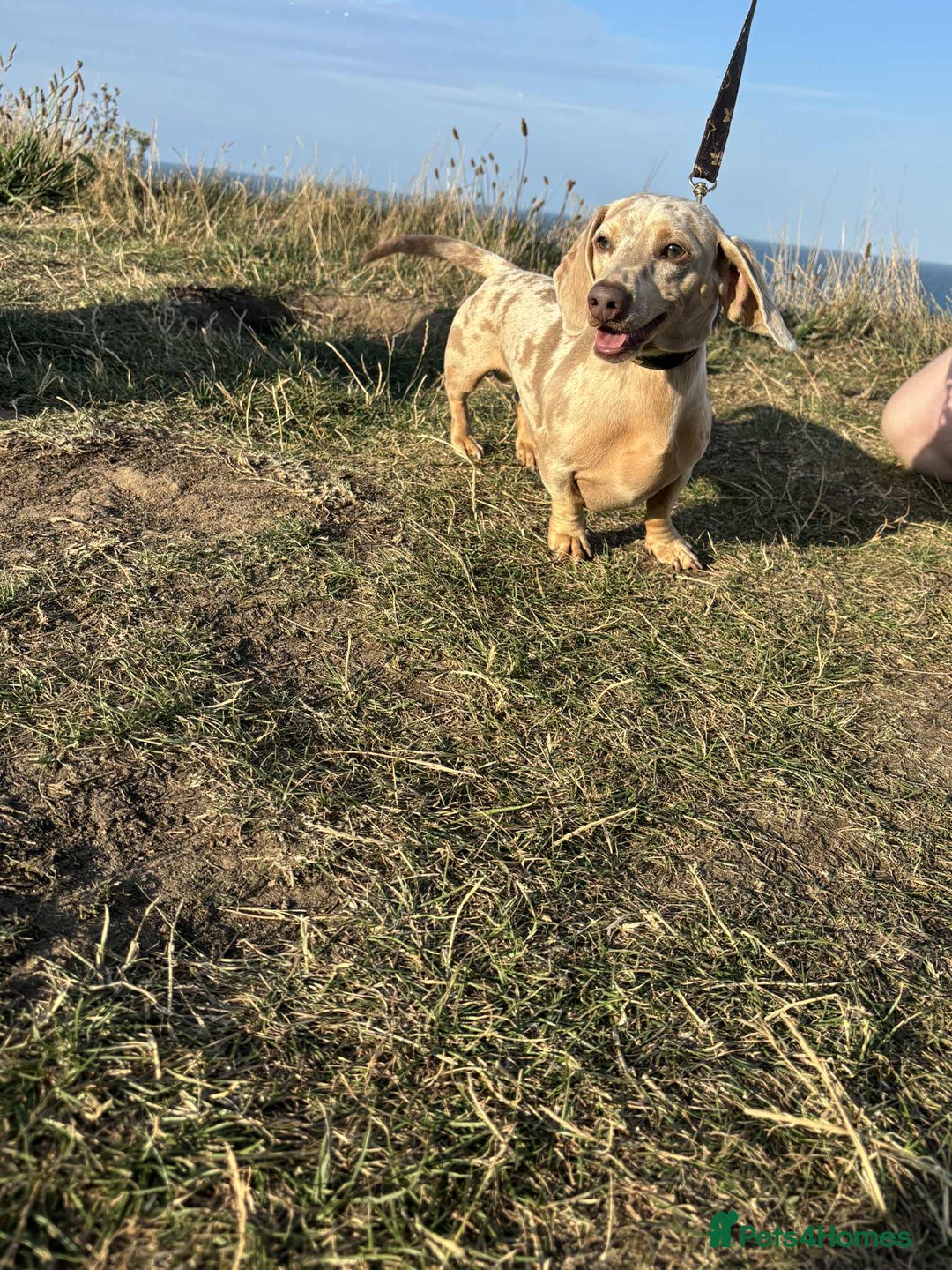 Miniature Dachshund dogs for sale: Miniature Dachshund puppies - Image 17