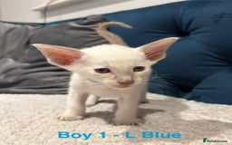 Siamese cats for sale: ✨Gorgeous GCCF registered kittens✨ - Image 1