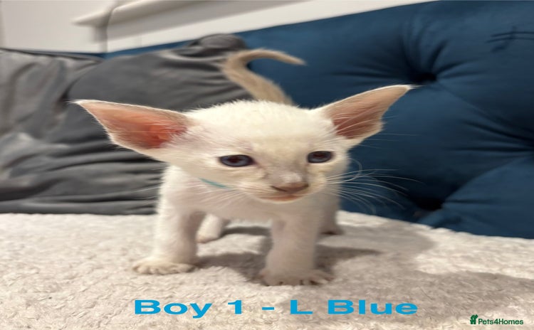 Siamese cats - Advert 1