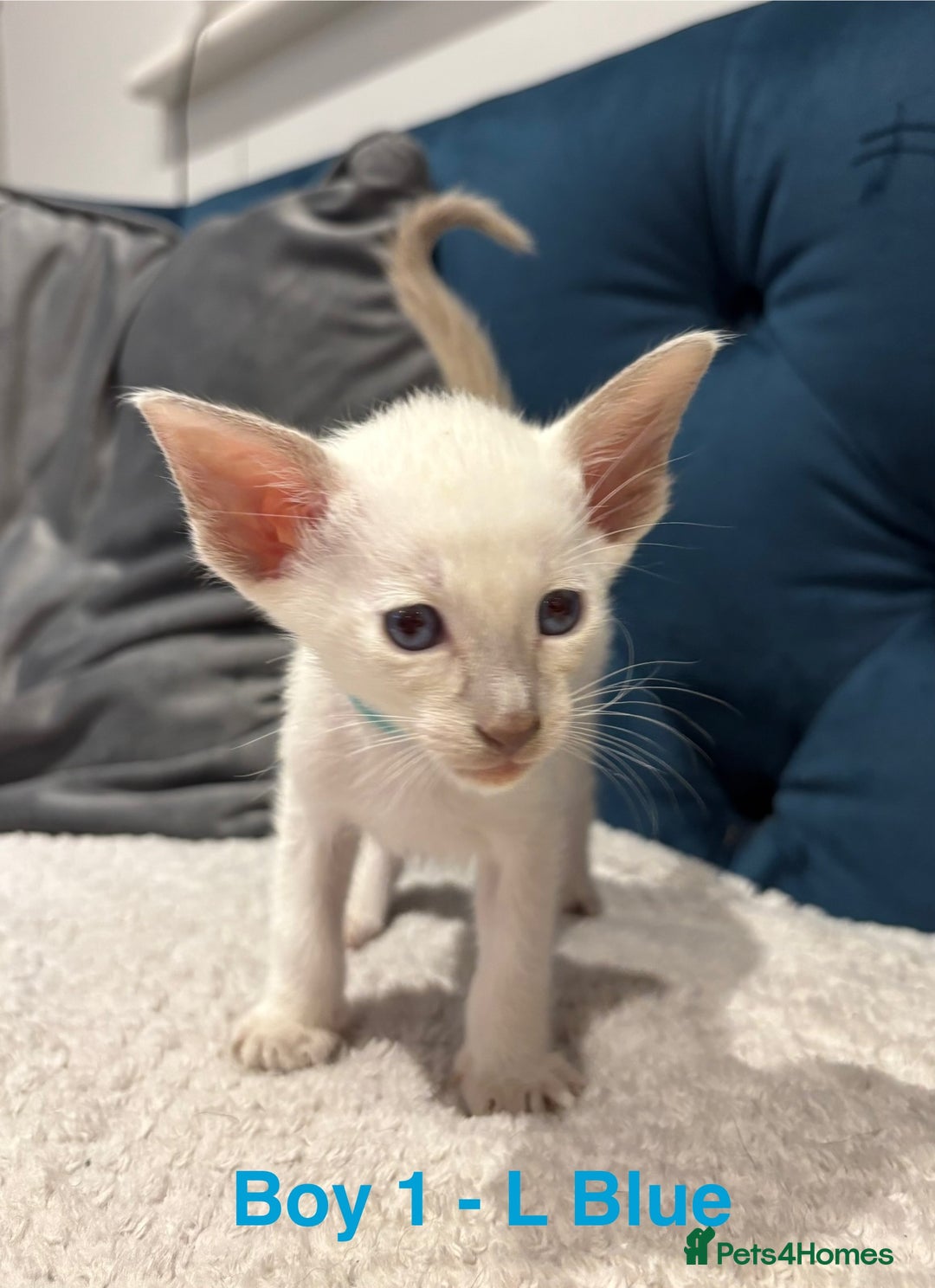 Siamese cats for sale: ✨Gorgeous GCCF registered kittens✨ - Image 1