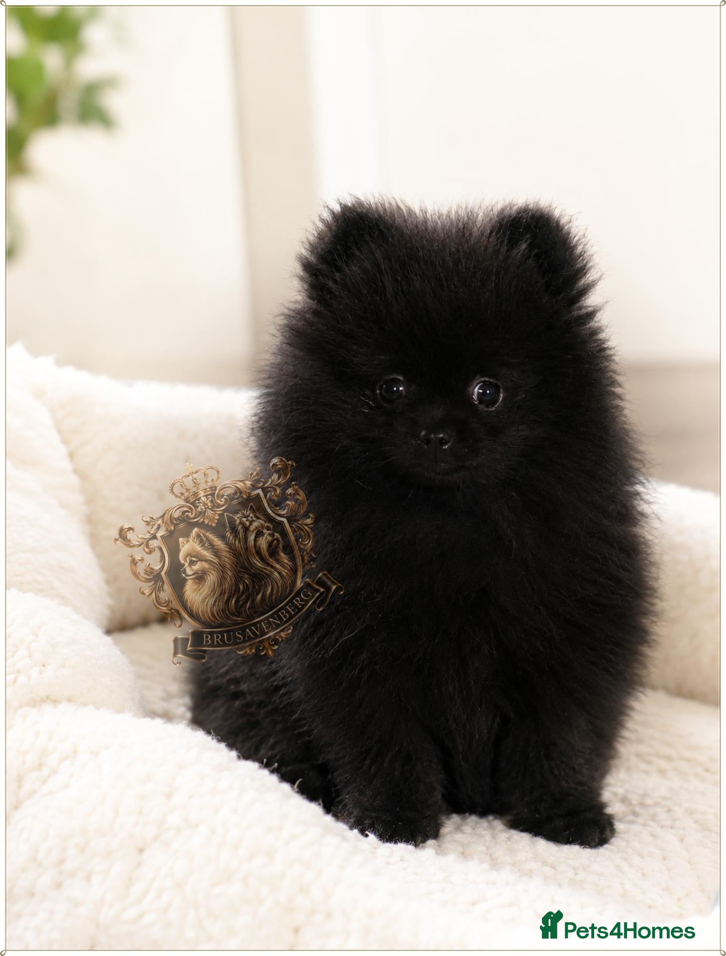 Pomeranian dogs for sale: 🐾 MINIATURE Pomeranian RKC DNA ❤️ - Advert 9