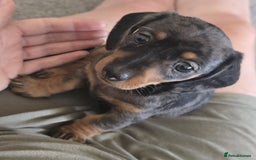 Miniature Dachshund dogs for sale: Miniature Daschunds  - Image 11