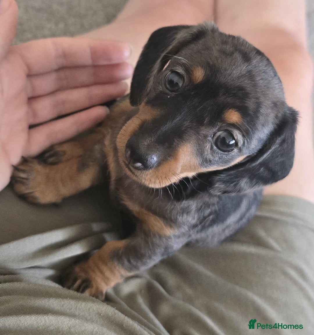Miniature Dachshund dogs for sale: Miniature Daschunds  - Image 11