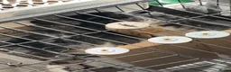 Chinchilla rodents for sale: mother and daughter  - Advert 8