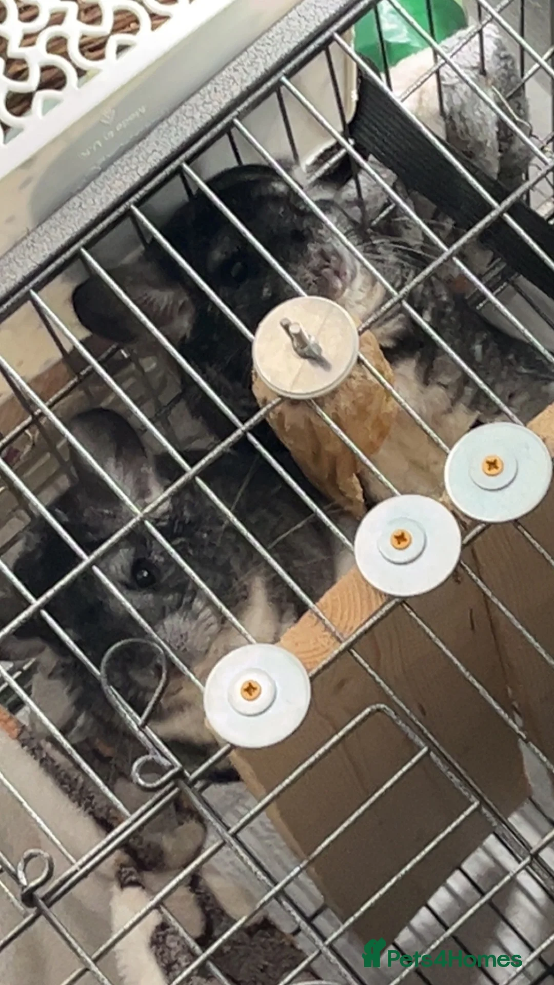 Chinchilla rodents for sale: mother and daughter  - Advert 8