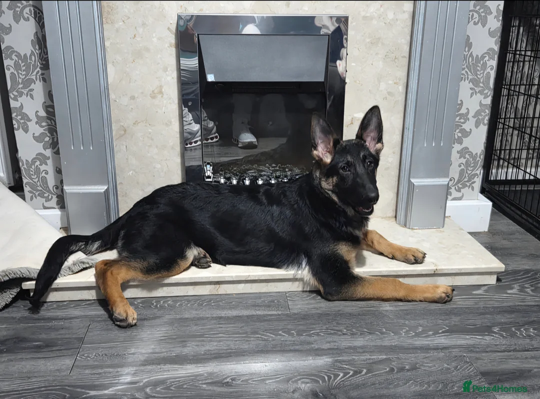 German Shepherd dogs for sale: German shepherd  - Advert 2
