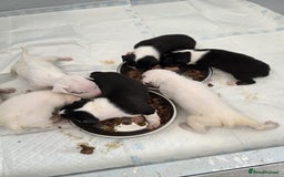 English Bull Terrier dogs for sale: Ready to leave now 7 English Bullterrier puppys - Image 23