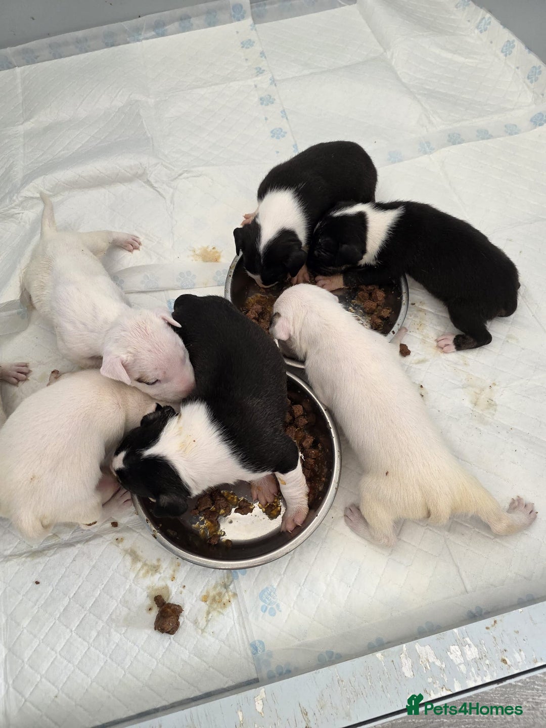 English Bull Terrier dogs for sale: Ready to leave now 7 English Bullterrier puppys - Image 23