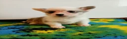 Welsh Corgi Pembroke dogs for sale:   Beautiful corgi babies 🐶 in Barnsley - Advert 14