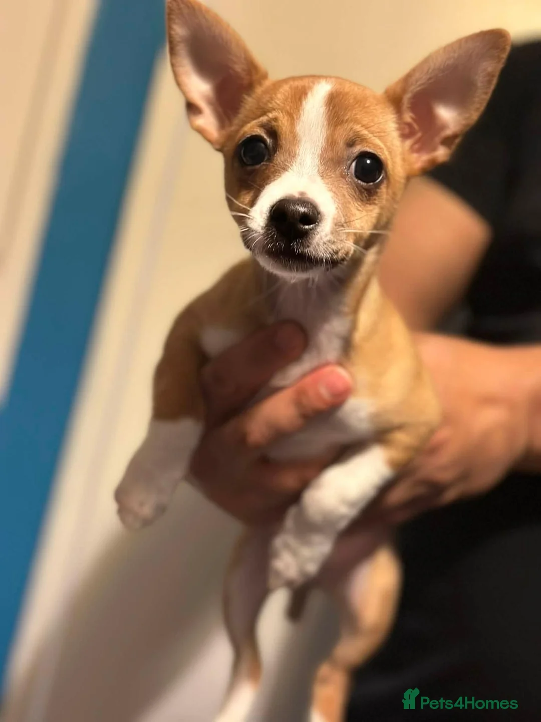 Mixed Breed dogs for sale: Chiuvava  - Advert 2
