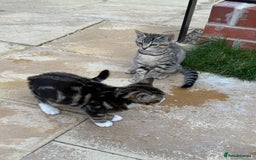 Bengal cats for sale: Bengal/British Shorthair  - Image 4