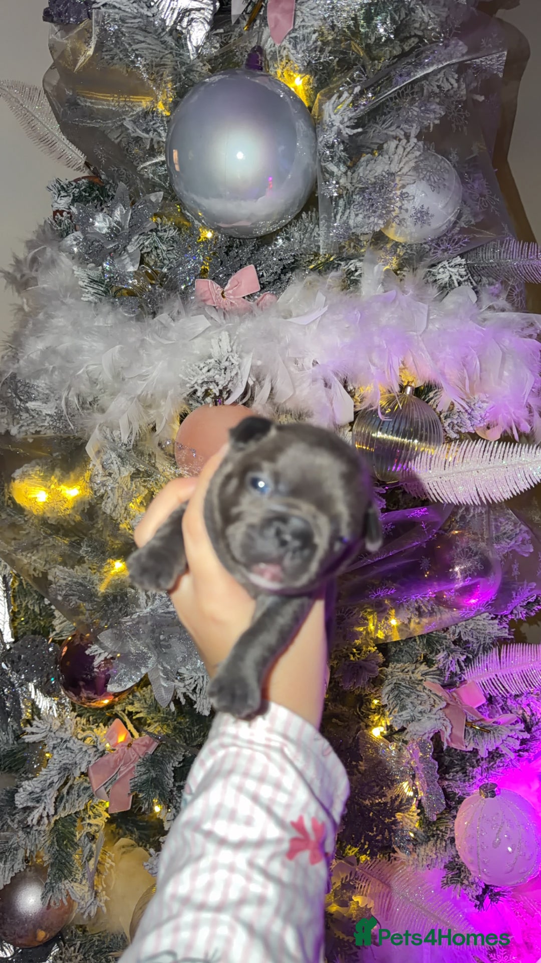 French Bulldog dogs for sale: Gorgeous Lilac, Pink Isabella, & Blue Frenchies - Advert 22