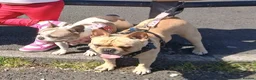 French Bulldog dogs for sale: Reduced £1000 1 Beautiful French Bulldog - Advert 10