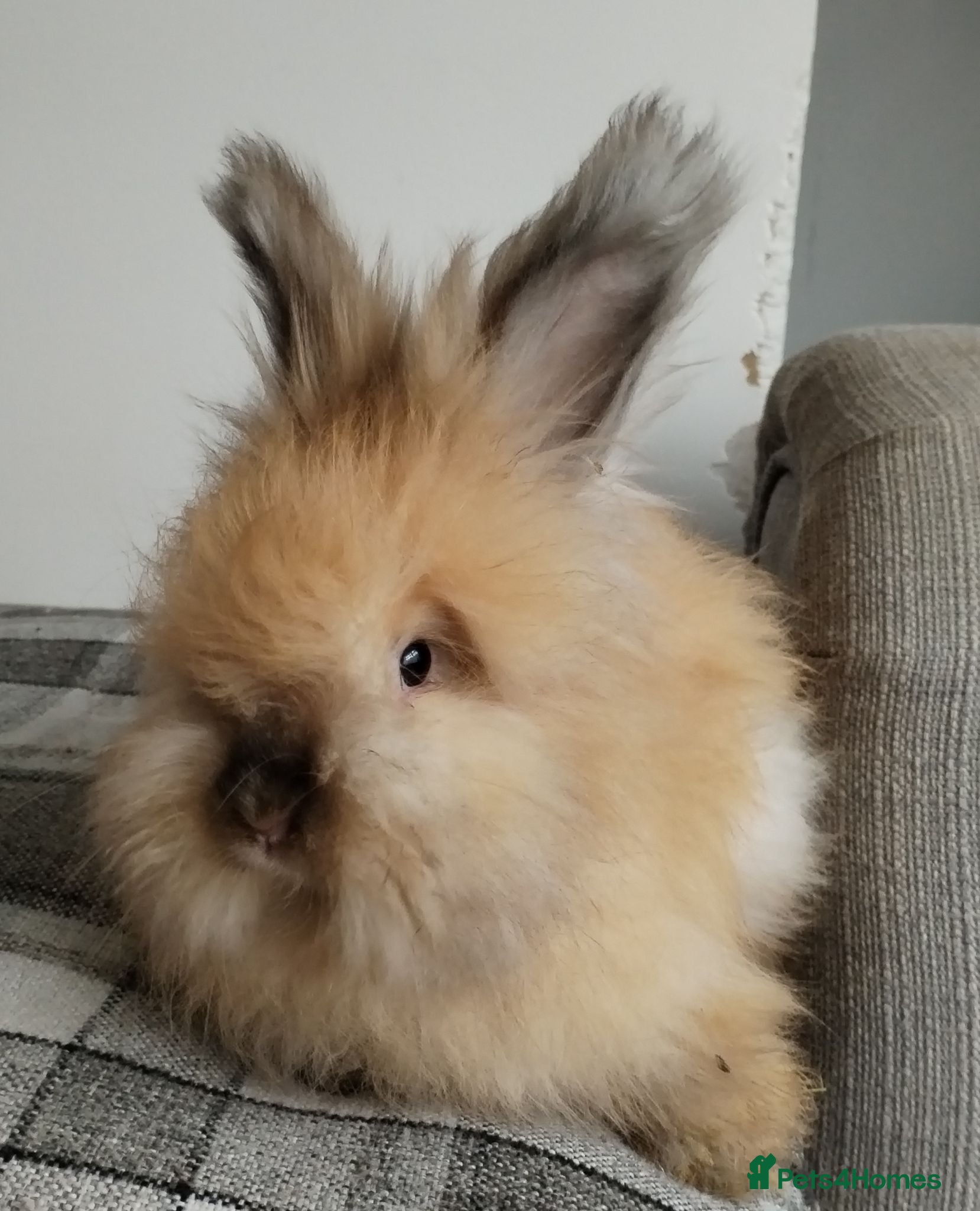Angora rabbits English Angora Full Faced - Advert 6
