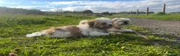 Shih Tzu dogs for sale: Adorable Shihtzu pups looking for forever homes - Advert 3