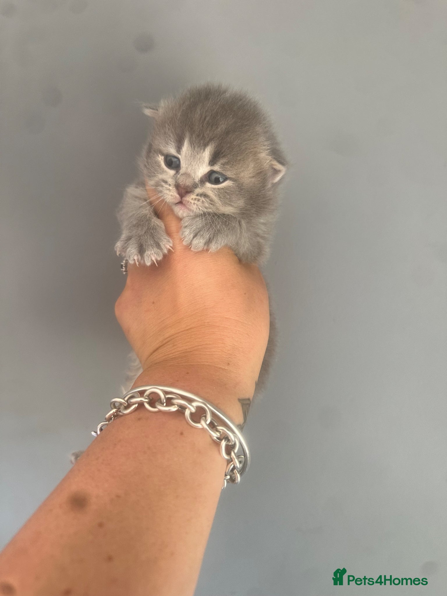 British Shorthair cats for sale: Exceptional British Shorthair kittens 🩷 - Advert 8